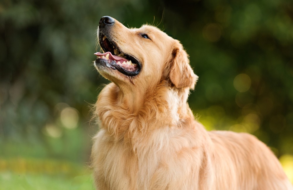 a dog looking up towards the camera