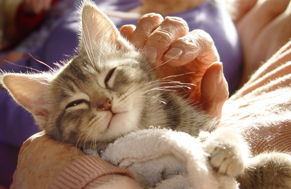 a person petting a cat