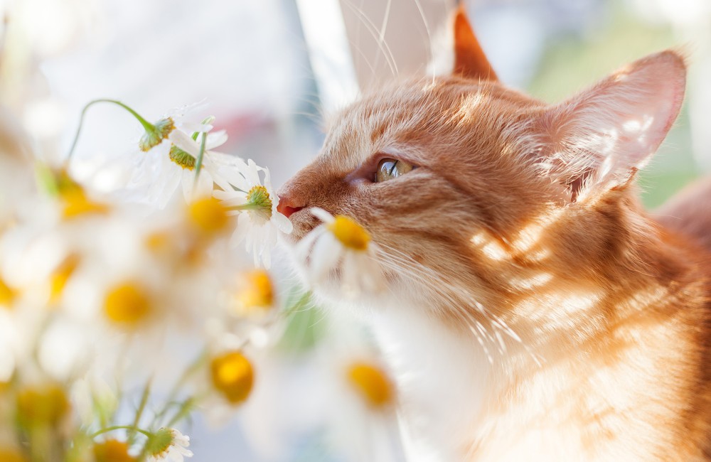 a cat smelling flowers