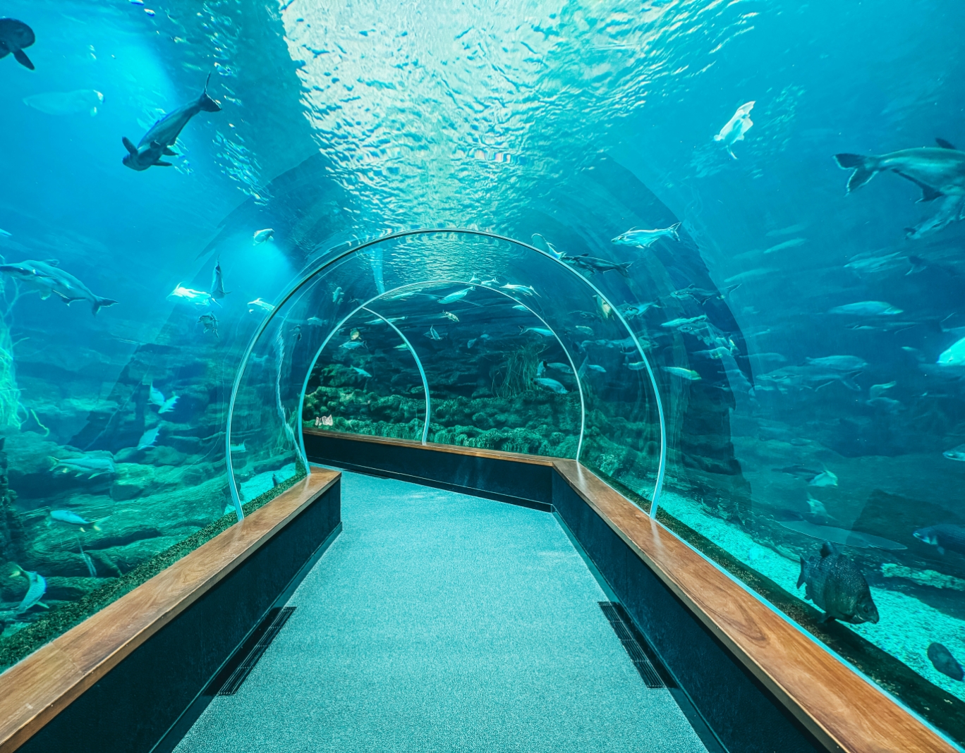 a tunnel with fish and water with Shanghai Ocean Aquarium in the background