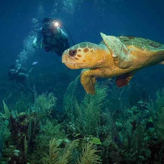 a turtle swimming in the water