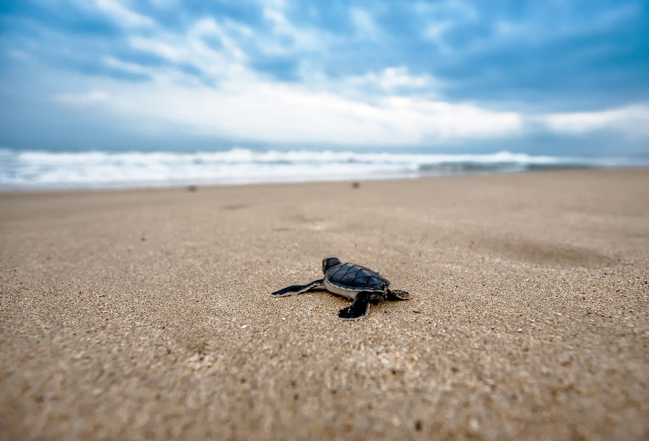 a baby turtle on a beach