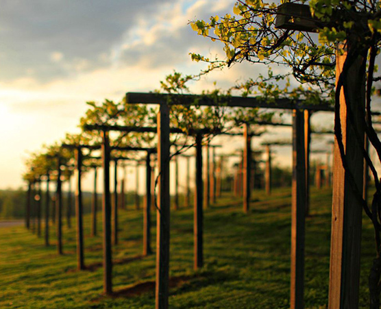 vineyards at chateau elan