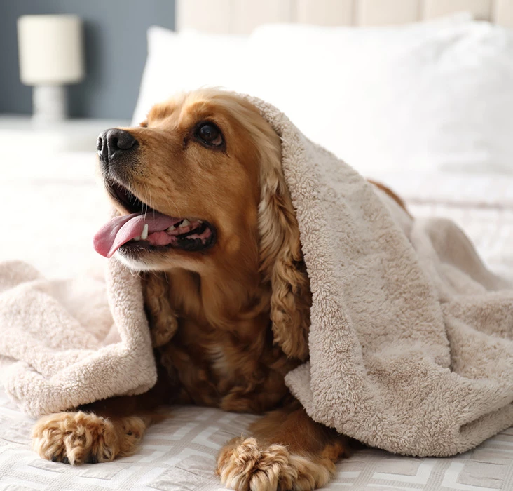 chateau on thelake homepage top reasons dog friendly