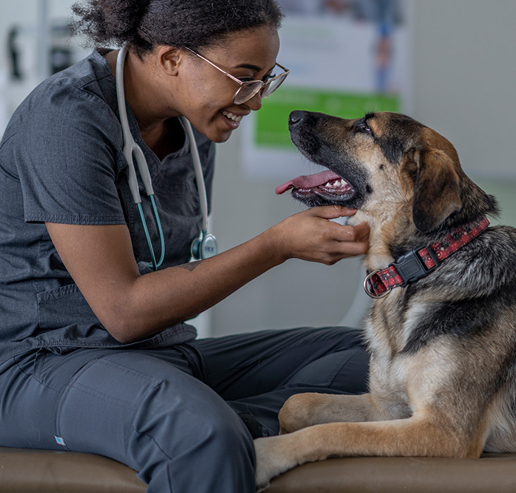 chateauonthelakeresort dogfriendly vets