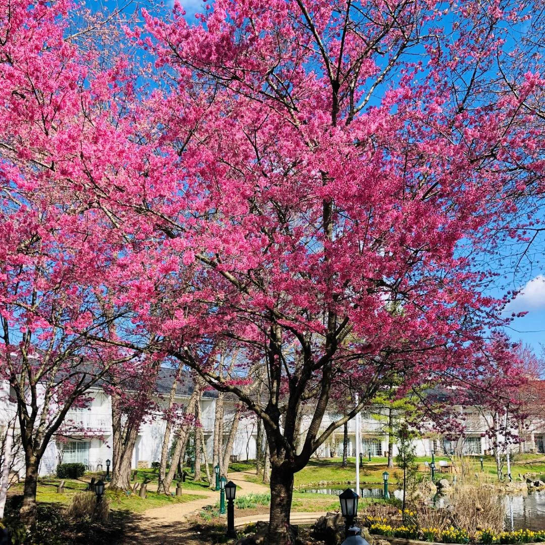 a tree with pink flowers