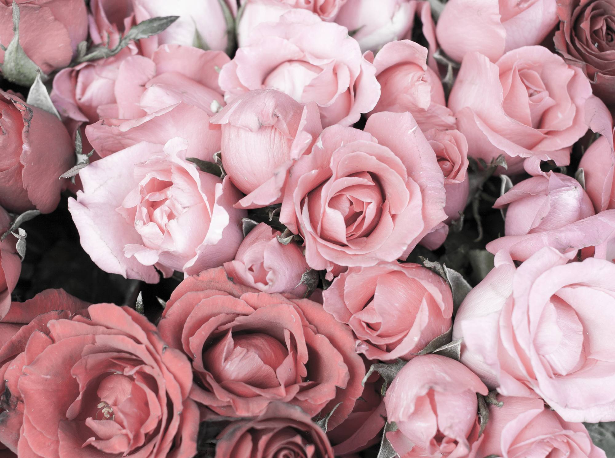 a group of pink roses