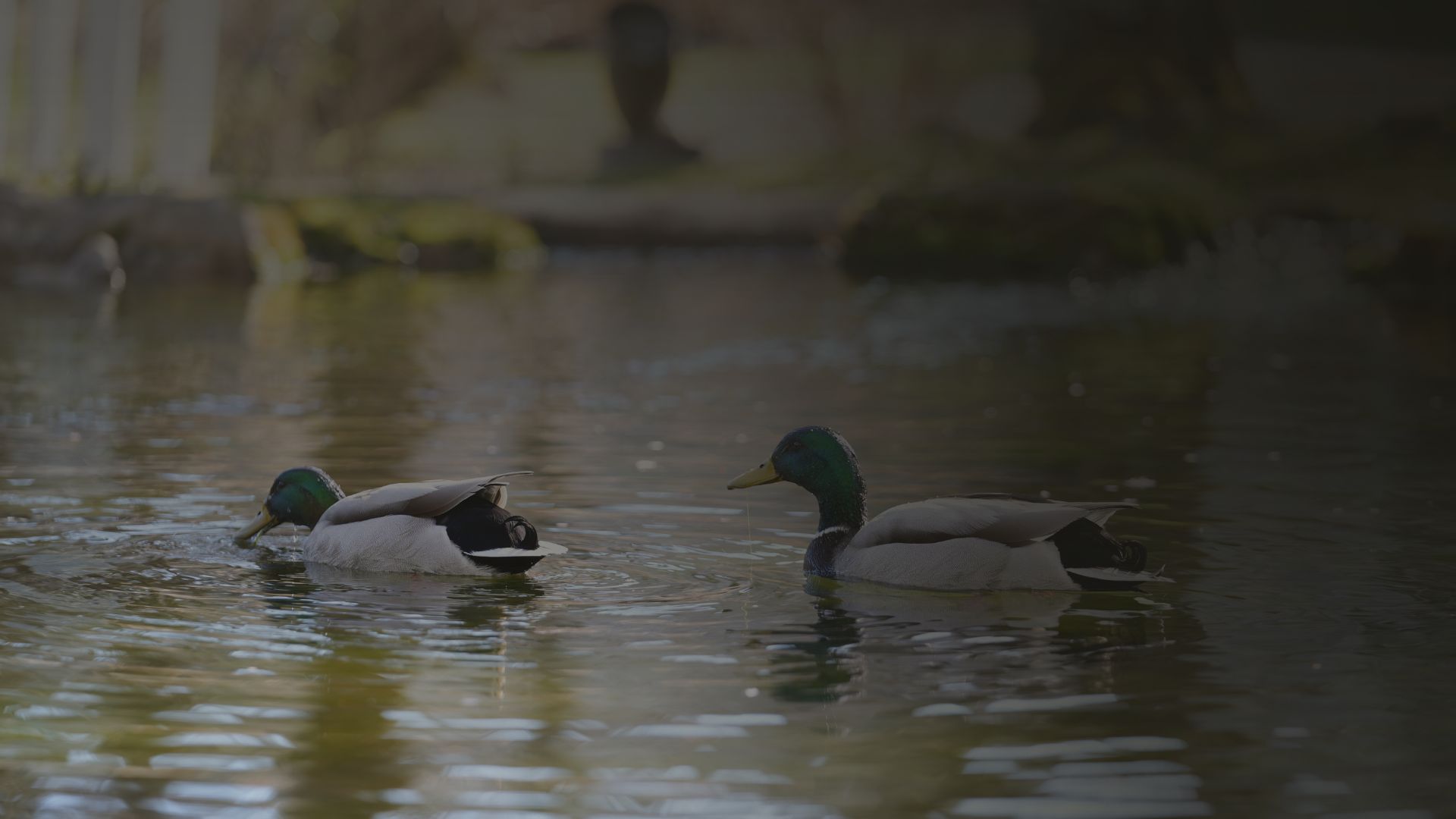 two ducks swimming in the water