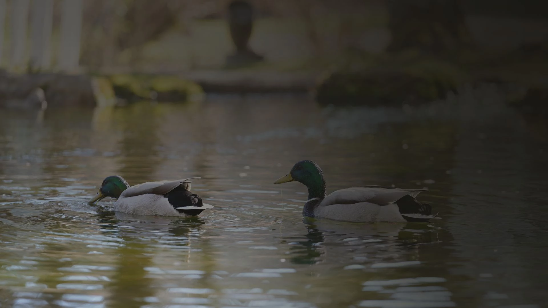 two ducks swimming in the water