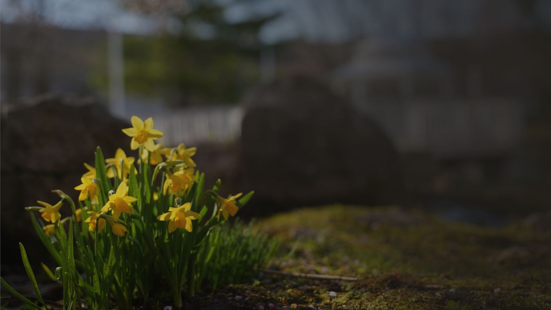 a group of yellow flowers