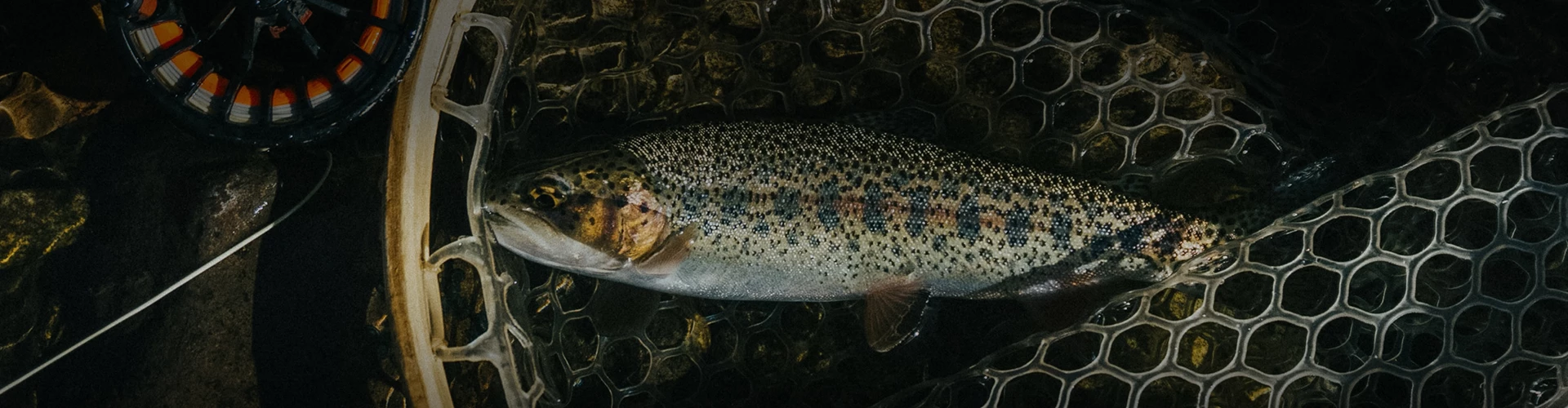 a fish in water with black spots