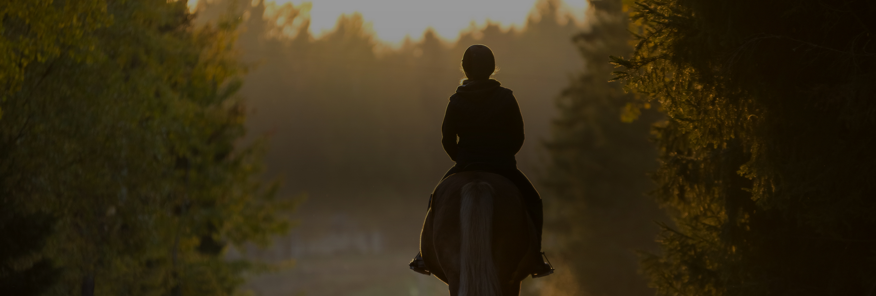 a person riding a horse