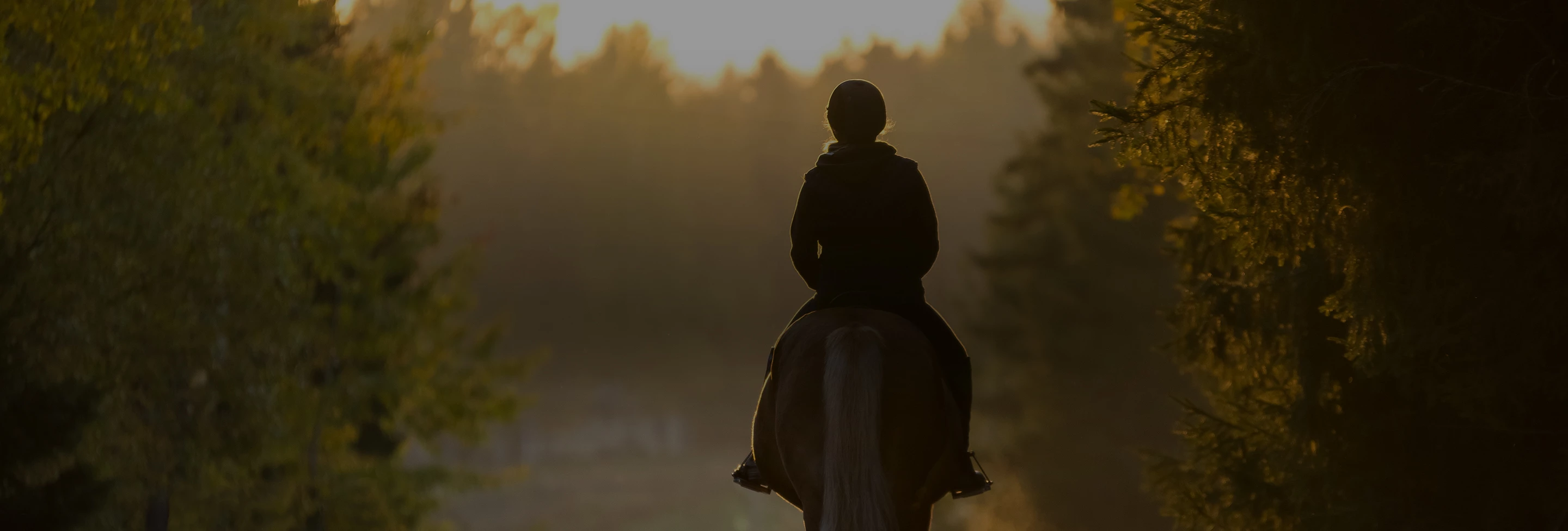 a person riding a horse