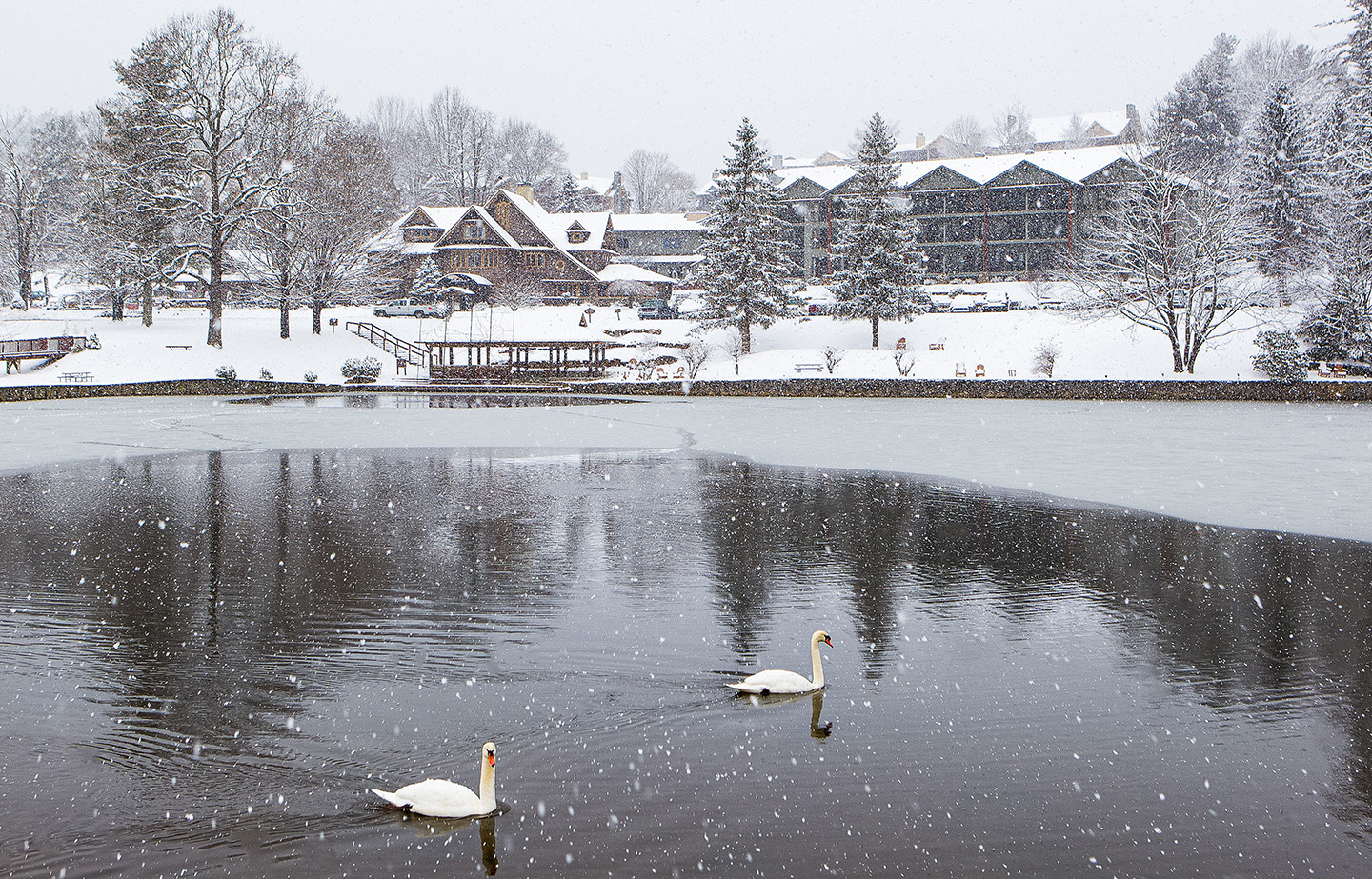 two swans swimming in a lake in the snow