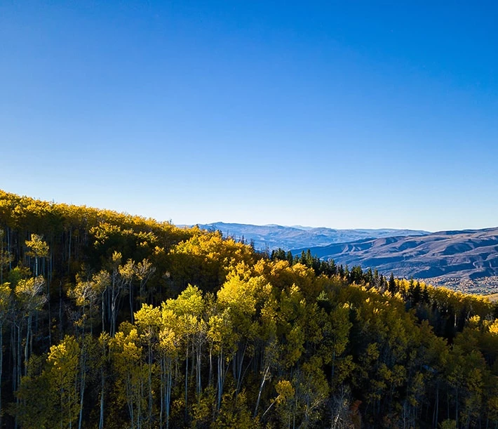 a forest of trees