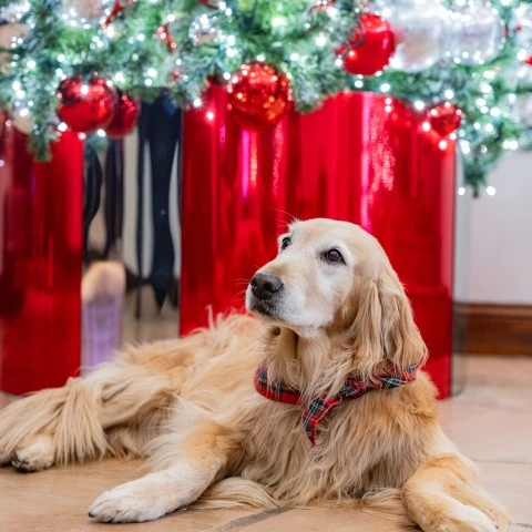 a dog lying on the floor