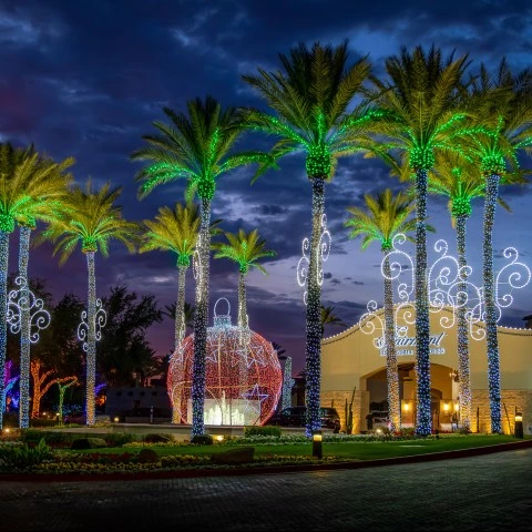 palm trees with lights around them