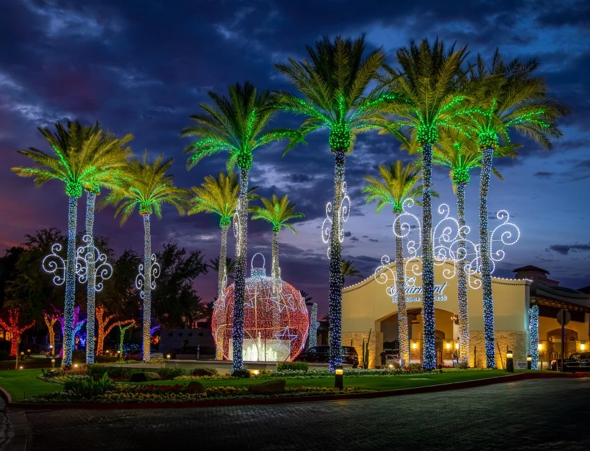 palm trees with lights around them