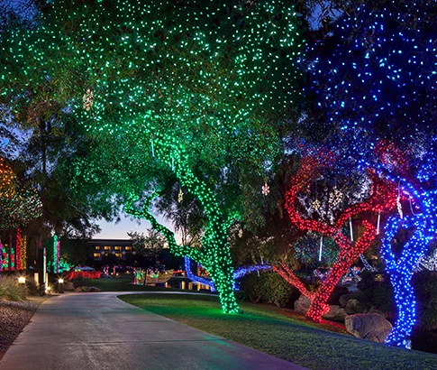 trees wrapped in colorful lights at night