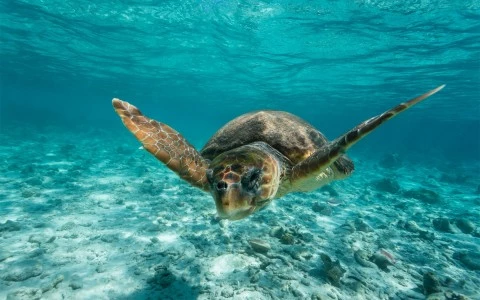 a tortoise 