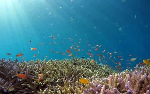 the fishes in the ocean and the corals 