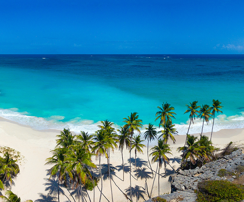 aerial view of the beach with palm trees