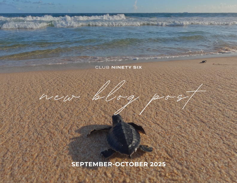 a turtle on a beach