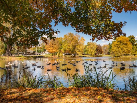 a group of ducks swimming in a lake with trees in the background