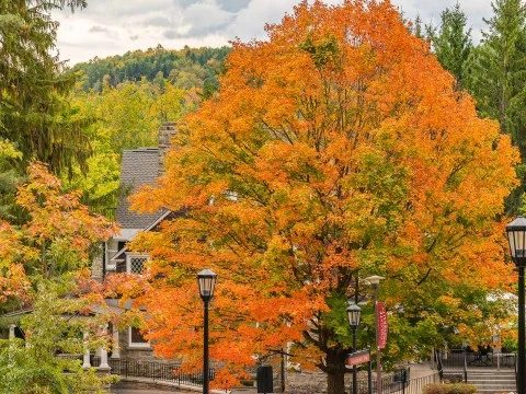 a tree with orange leaves