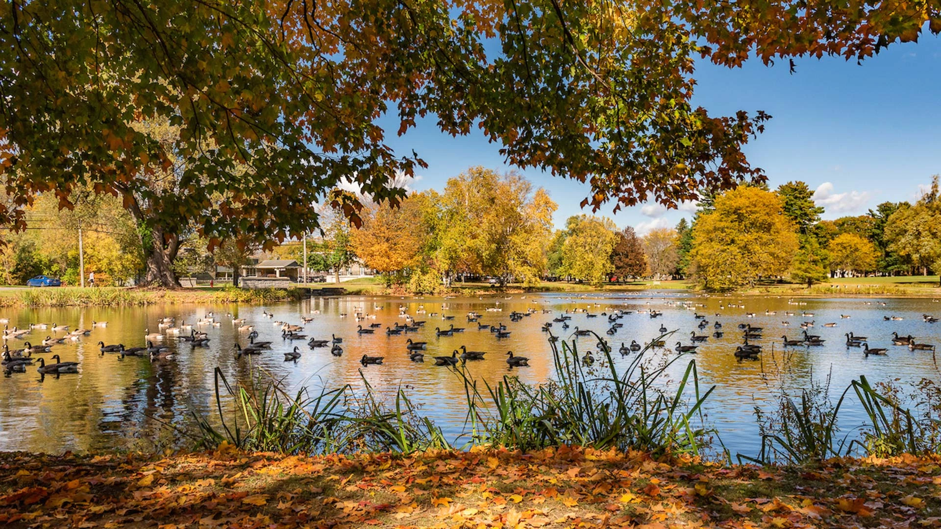 a group of ducks swimming in a lake with trees in the background