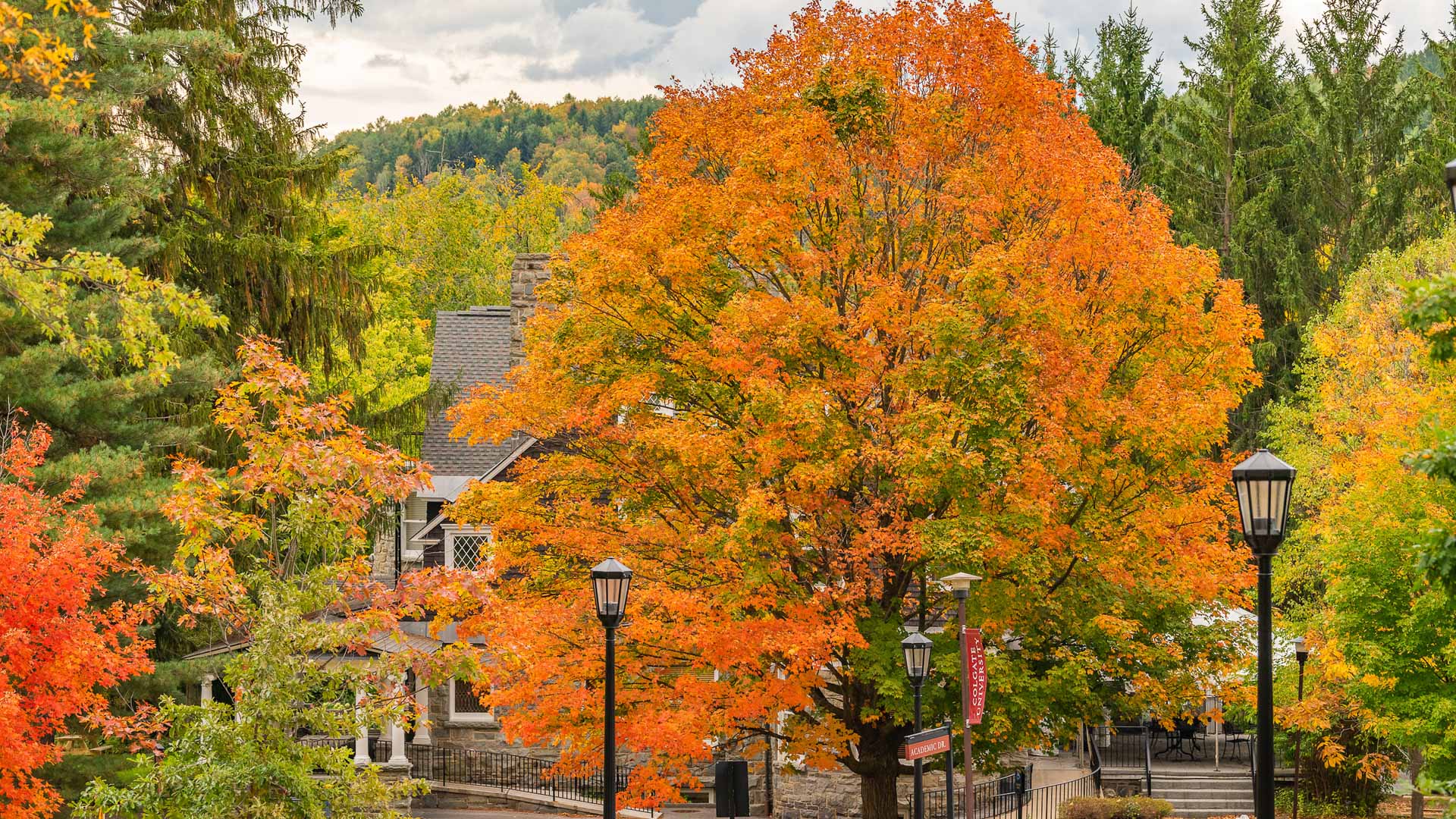 a tree with orange leaves