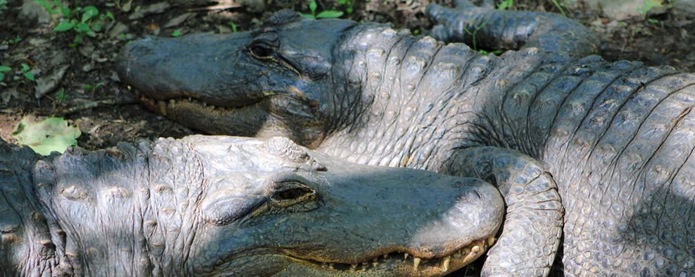 a close up of a crocodile