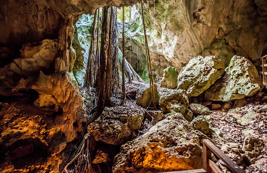 a cave with rocks and roots