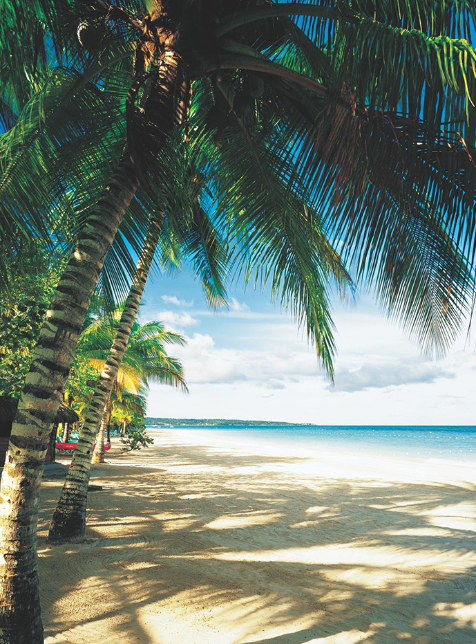 a beach with palm trees and a body of water