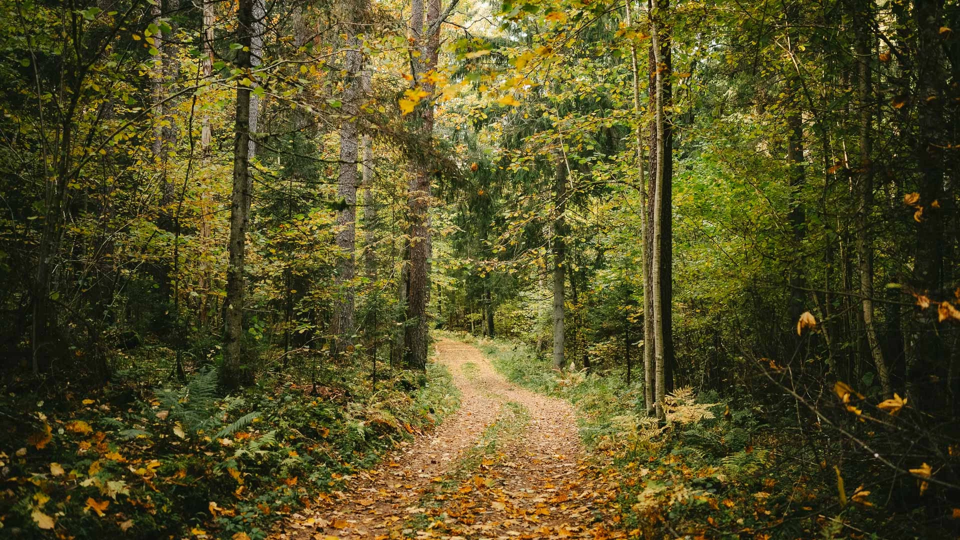 a dirt road through a forest