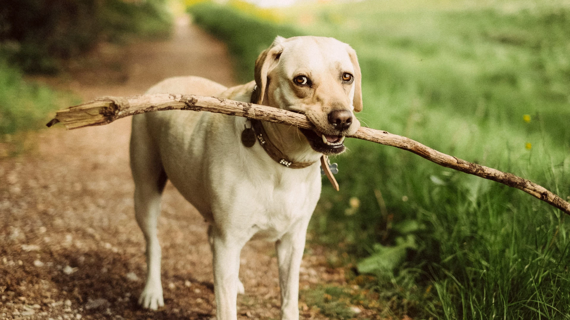 a dog holding a stick in its mouth