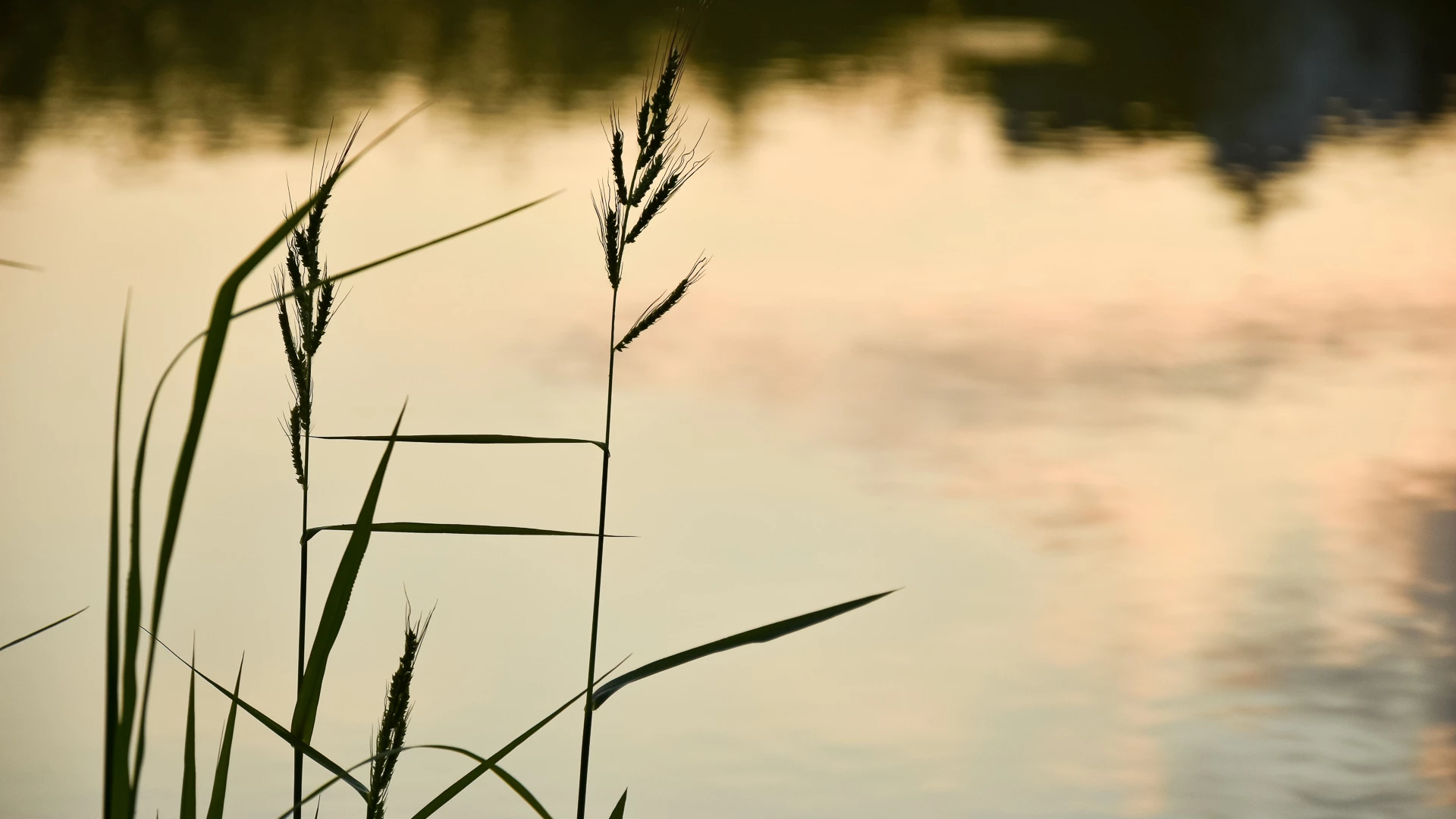 a close up of grass and water