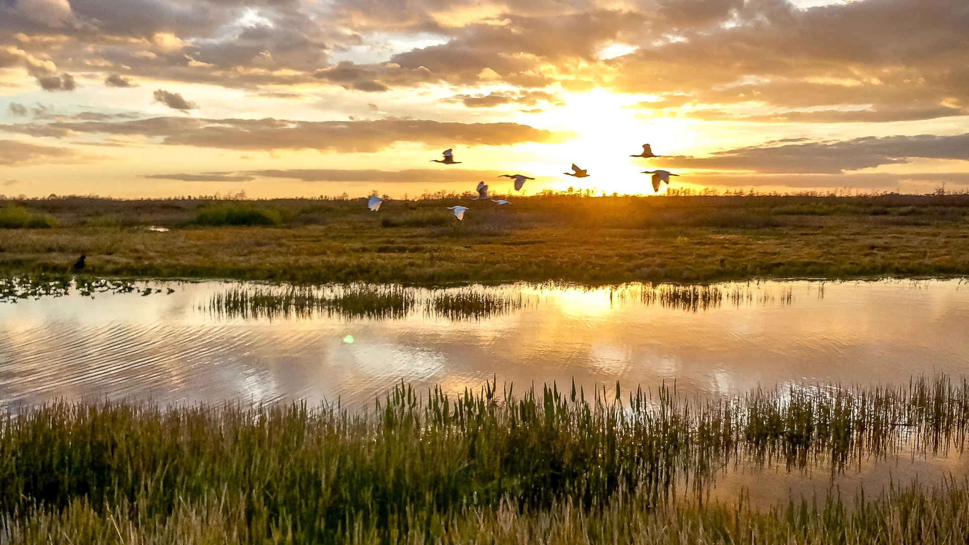 birds flying over a marsh