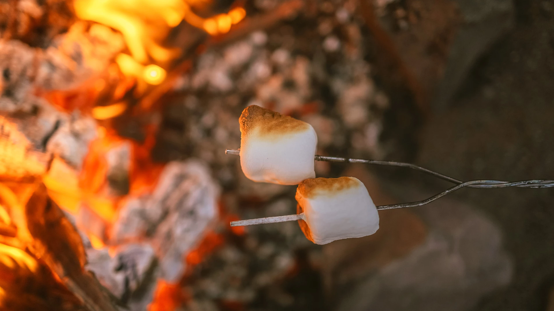marshmallows on skewers over a campfire
