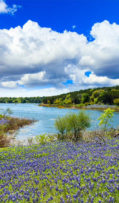 a river with flowers and trees