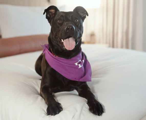 a dog lying on a bed