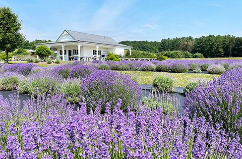 a field of purple flowers in front of a building