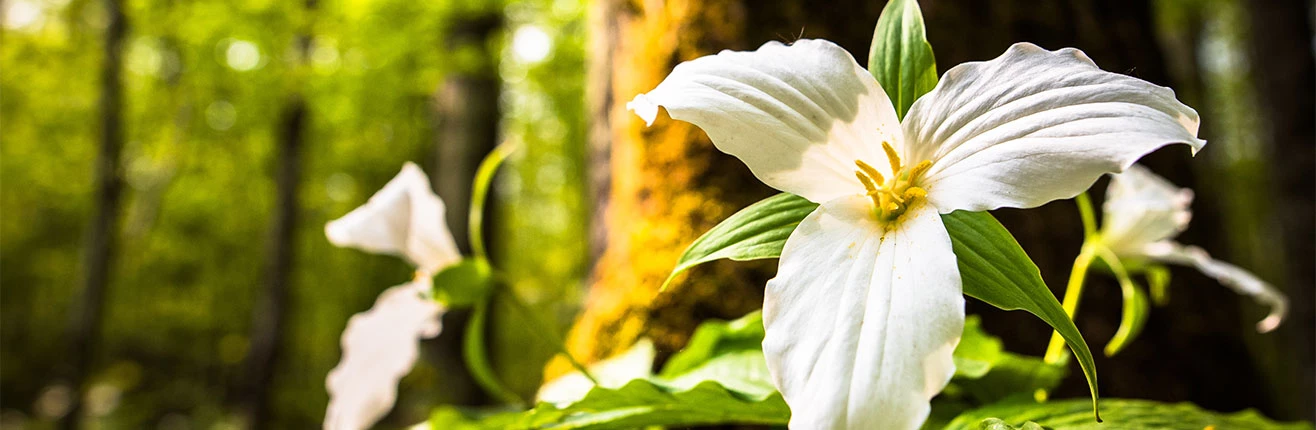 a close up of a flower