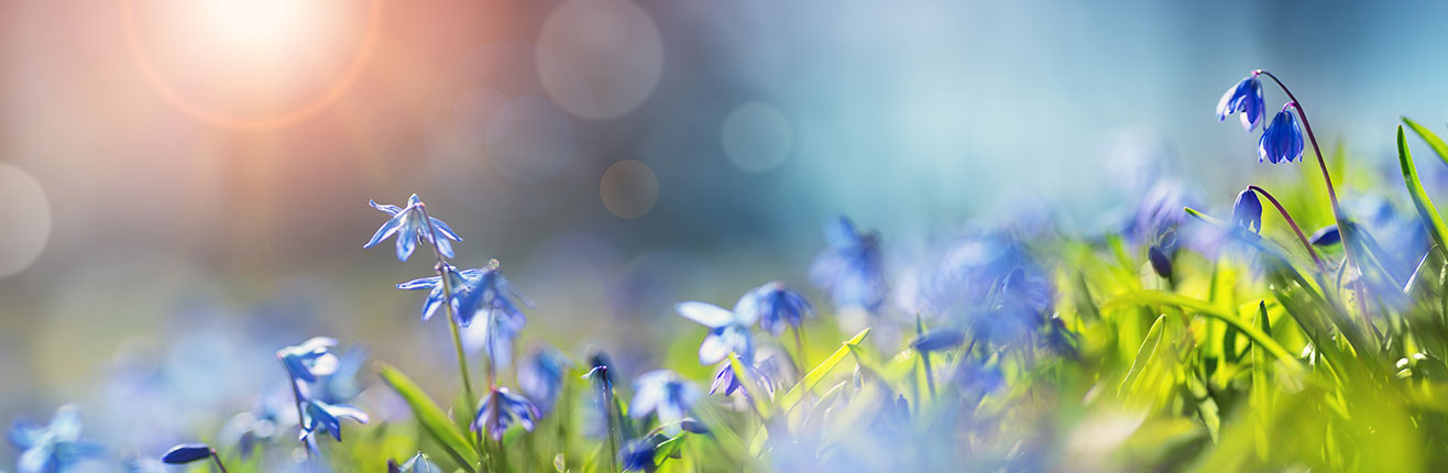 a close up of blue flowers
