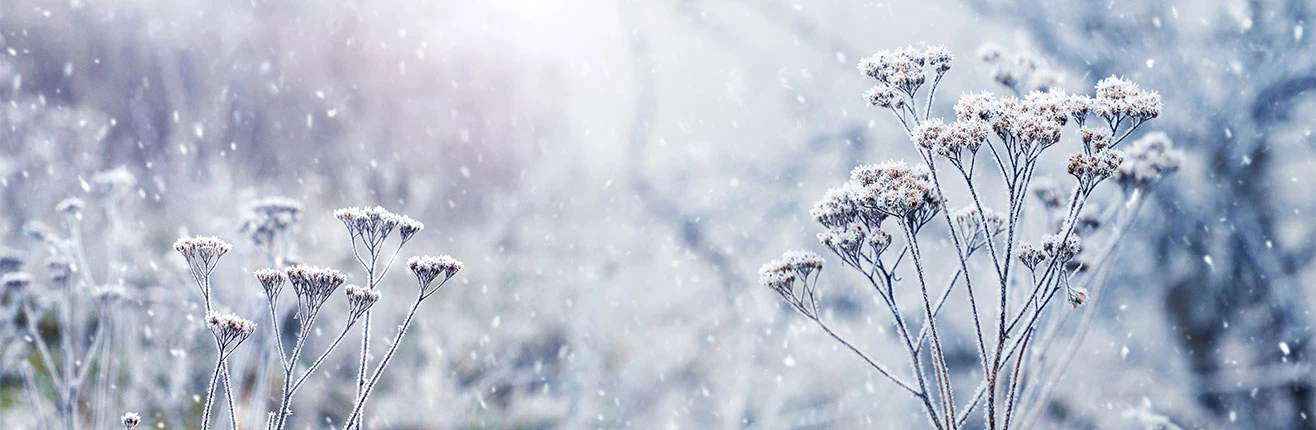 a snow covered plant in the snow