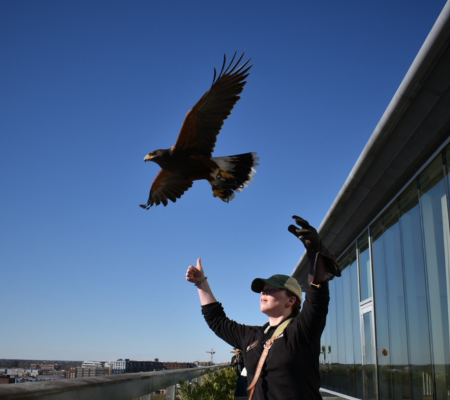 a bird flying in the air