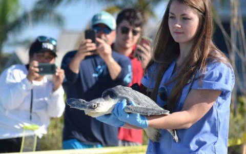 a woman releasing a turtle and photographed by three tourists