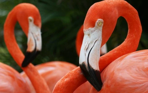 flamingos