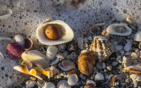 sea shells