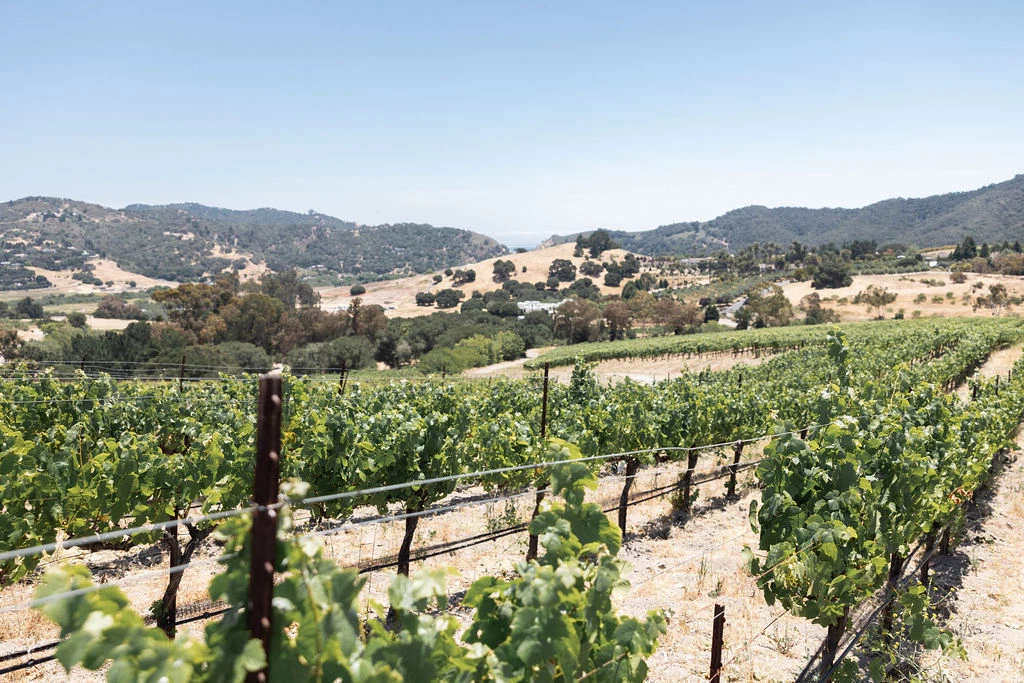 a vineyard with trees and hills in the background